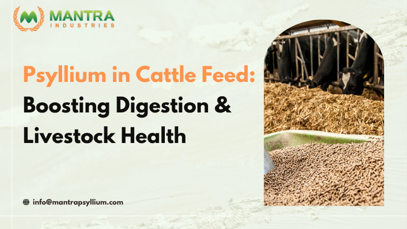 Psyllium in Cattle Feed