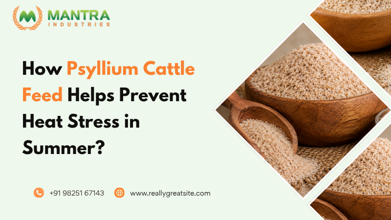 Psyllium Cattle Feed Helps Prevent Heat Stress in Summer