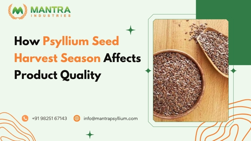 How Psyllium Seed Harvest Season Affects Product Quality