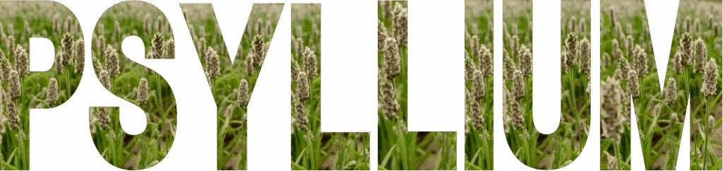 Psyllium