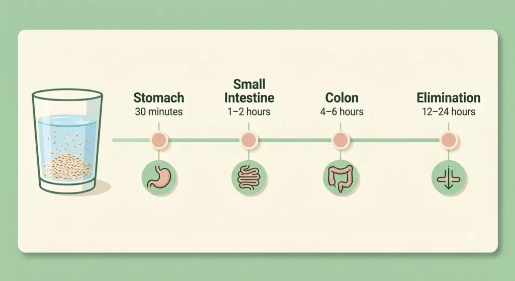 Illustrated timeline showing how psyllium husk gel moves through the digestive system over 24 hours
